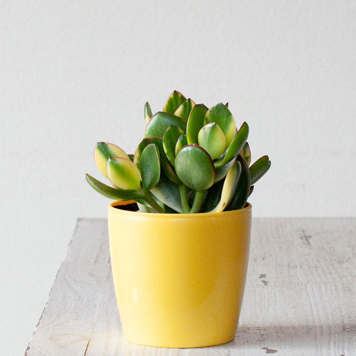 楽天市場 多肉植物黄色い鉢は 風水的にもgood 金のなる木シンシン 斑入り花月 ｅ 花屋さん