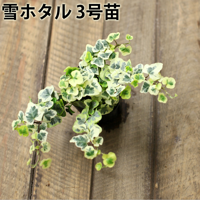 楽天市場 観葉植物 今月のおすすめ ヘデラ 雪ほたる 3号苗 １お届けは4 7 ｅ 花屋さん