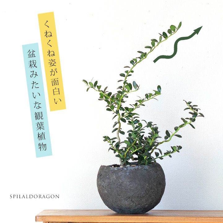 楽天市場 完売御礼 お届けは11 30 雲竜ツゲ スパイラルドラゴン In手作りボールpot e 花屋さん 楽天市場 完売御礼 お届けは11 30 雲竜ツゲ スパイラルドラゴン In手作りボールpot e 花屋さん