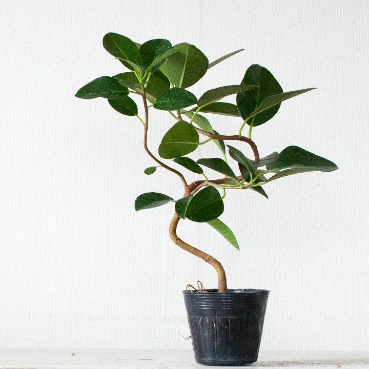 楽天市場 幹曲り フランスゴムの木3 5号苗 今月の植物 ｅ 花屋さん