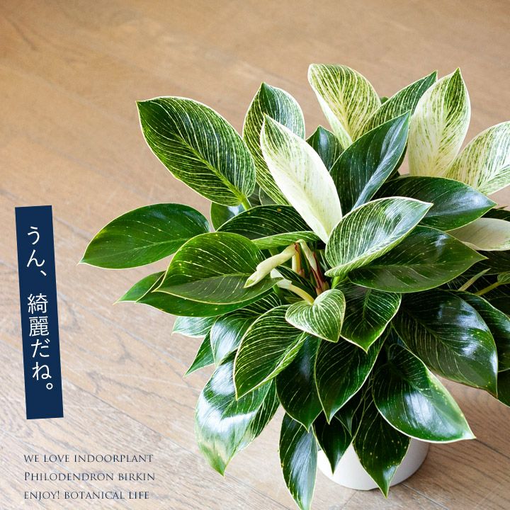 楽天市場 フィロデンドロン バーキン6号 2株植え ｅ 花屋さん