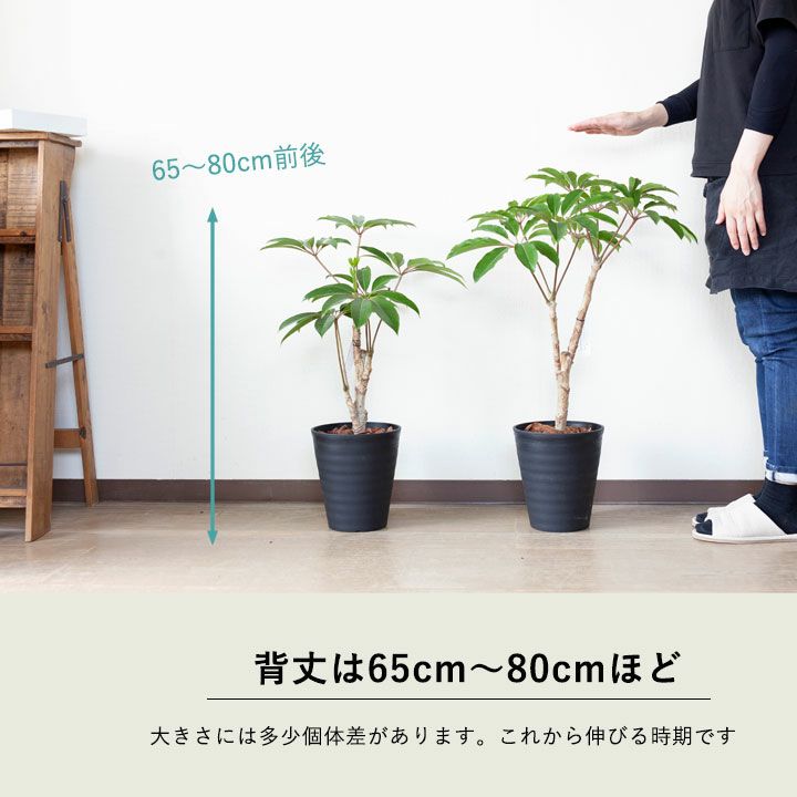 楽天市場 観葉植物 今月のおすすめ ツピタンサス カリプトラツス 同梱不可商品 ｅ 花屋さん