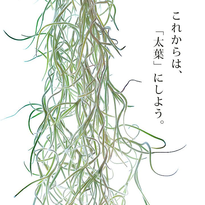 超目玉枠 スパニッシュモス 植物 観葉植物 Www Workdom Io