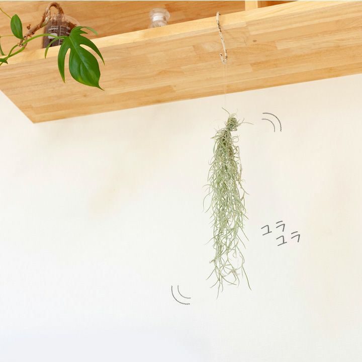 観葉草木 スパニッシュモス エアープランツ ウスネオイデス 8 5 のお届け Nobhillmusic Com