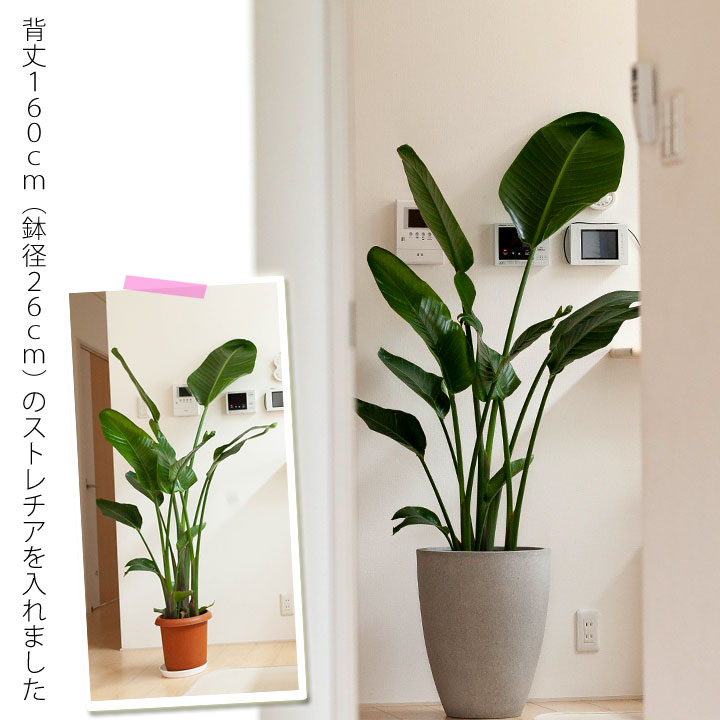 シックな野晒包含 大型 ラグ薄墨色のファイバ植木鉢 8号数 9号サイズ向け Mg36 室内 おしゃれ 同梱不可 Hqb Be