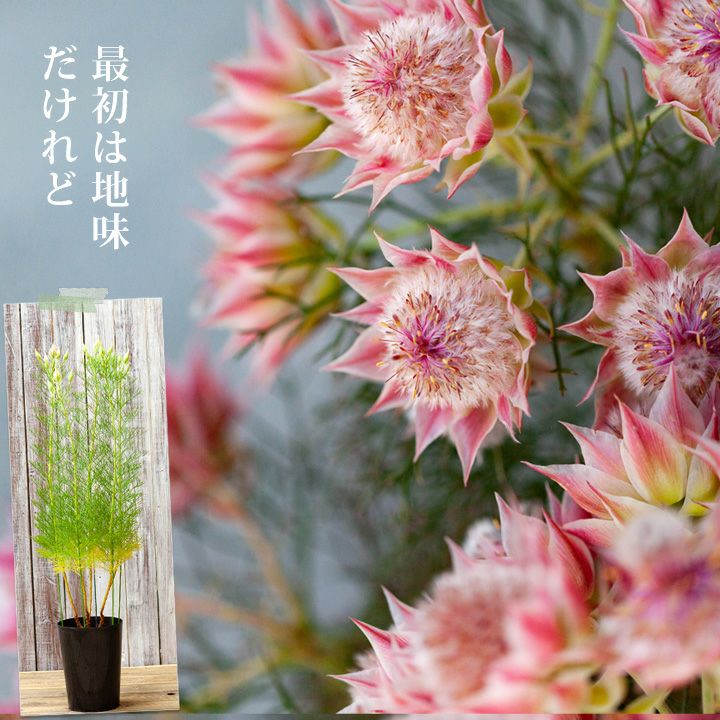 楽天市場 12 17 のお届け 詳しい育て方ガイド付き セルリア プリティピンク6号鉢 同梱不可商品です 今月の植物 ｅ 花屋さん