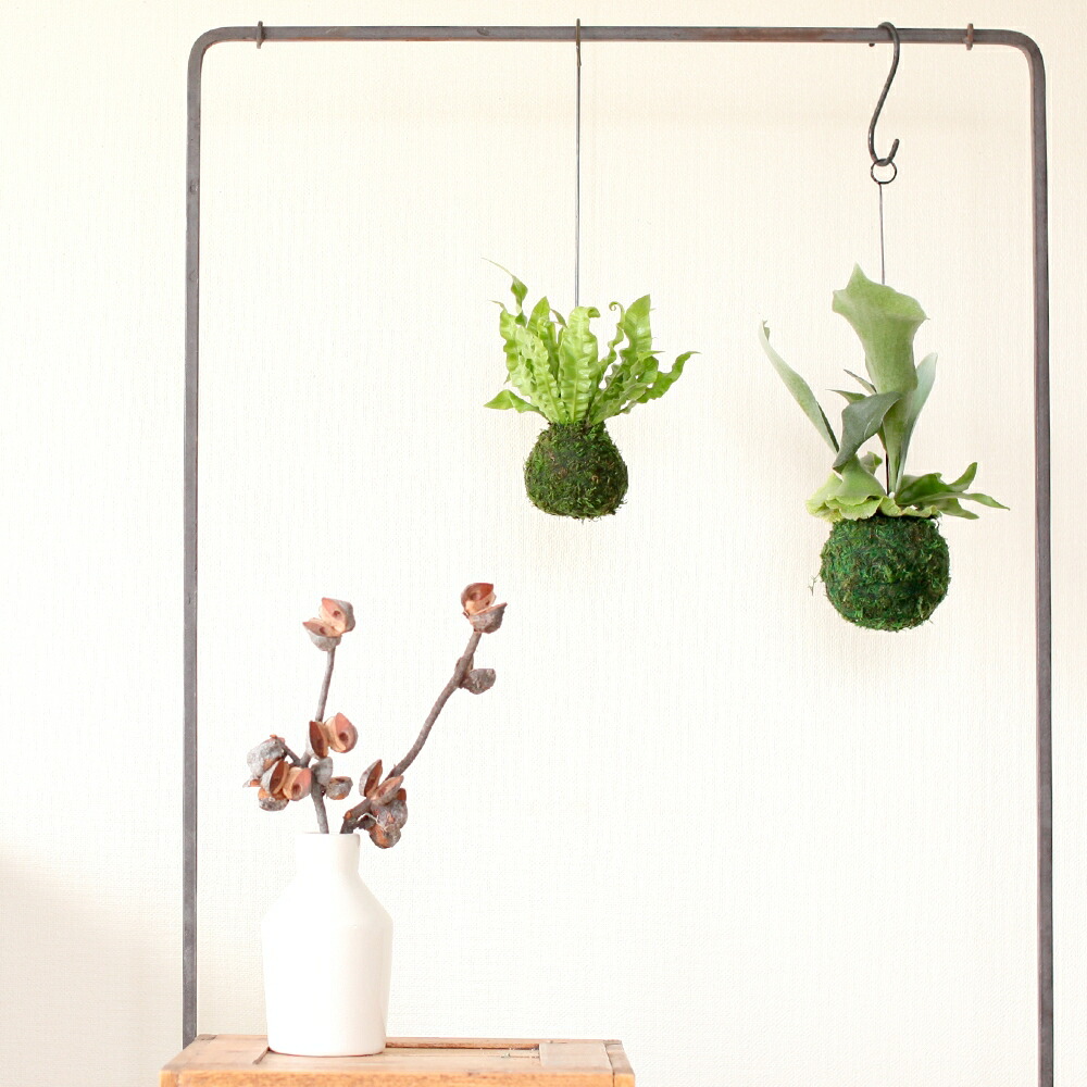 お届けは3 23 吊り下げ観葉植物 エメラルドウェーブ苔玉 吊るすインテリアグリーン ぶら下げ コケ玉 アスプレニウム タニワタリ シダ植物 常緑 育てやすい 小さめ 場所をとらない おしゃれ お祝い ギフト