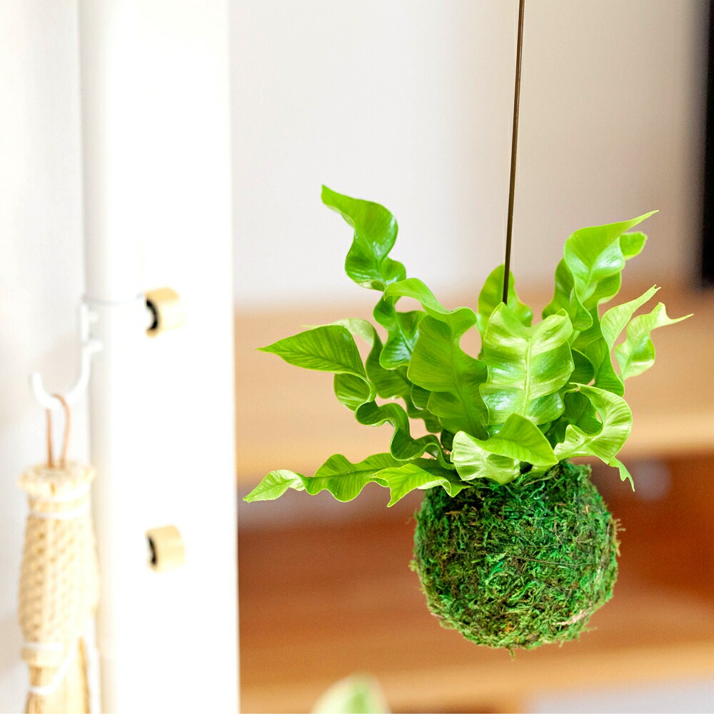 お届けは3 23 吊り下げ観葉植物 エメラルドウェーブ苔玉 吊るすインテリアグリーン ぶら下げ コケ玉 アスプレニウム タニワタリ シダ植物 常緑 育てやすい 小さめ 場所をとらない おしゃれ お祝い ギフト