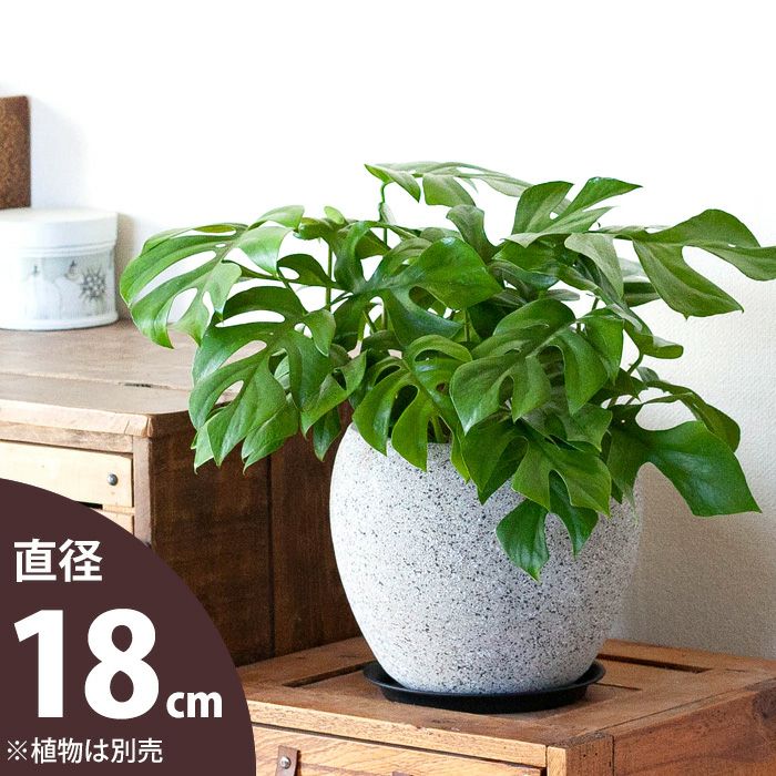 楽天市場 石っぽい植木鉢 18ｃｍ ｅ 花屋さん