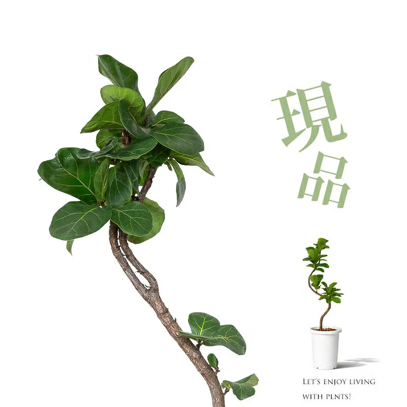 「写真現品」フィカス リラータ（カシワバゴム）：すっきり飾れるシンプル樹形 観葉植物 床置き おしゃれ リビング オフィス 1点もの