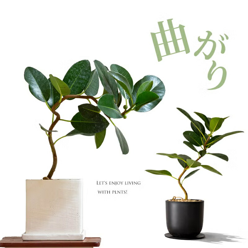 幹が曲がったフランスゴムを、お洒落＆お買い得な鉢で。 観葉植物 幹曲がり おしゃれ 室内 植木鉢 鉢植え 送料無料 フィカス 樹脂鉢 インテリア グリーン リビング オフィス