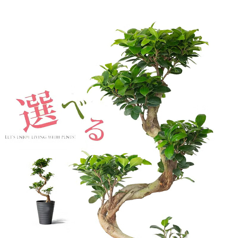 【写真で選べる】太い幹に接ぎ木した、ガジュマル盆栽「昇り竜」（同梱不可） 観葉植物 写真現品 多幸の樹 7号 床置き リビング オフィス おしゃれ 和室 インテリアグリーン