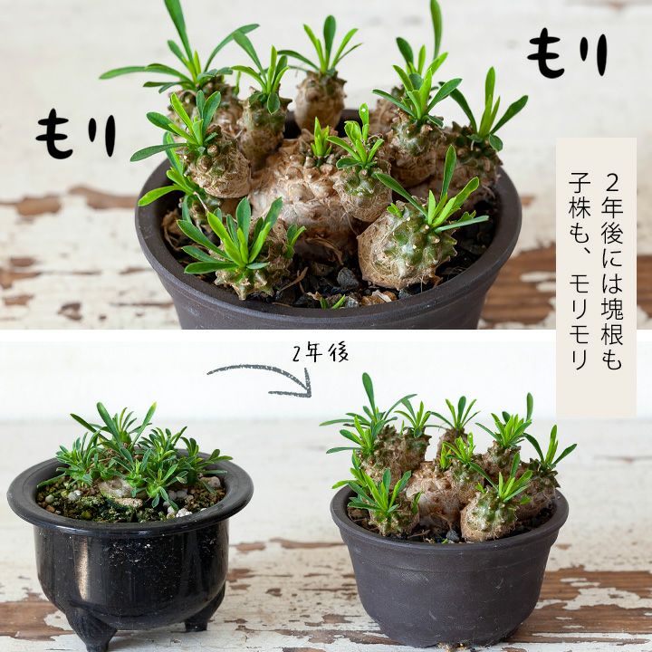 ユーフォルビア・峨眉山（ガビザン）コーデックス（塊根植物）に風貌が