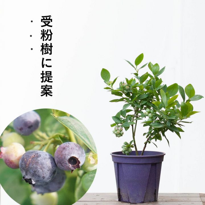 楽天市場】【予約品・お届けは5/24〜】「成功体験からはじめる