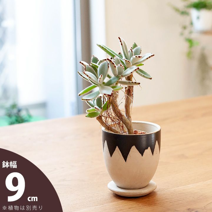 楽天市場】美濃焼の抹茶碗で、植物を愛でるMサイズ（Made in