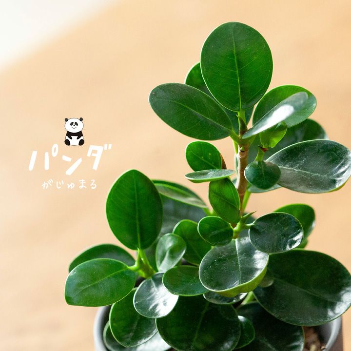 観葉植物 今月のおすすめ!「パンダガジュマル」きゅんきゅんサイズ