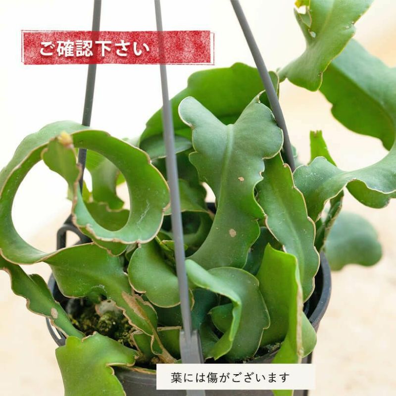 愛用 エピフィラム グアテマレンシス