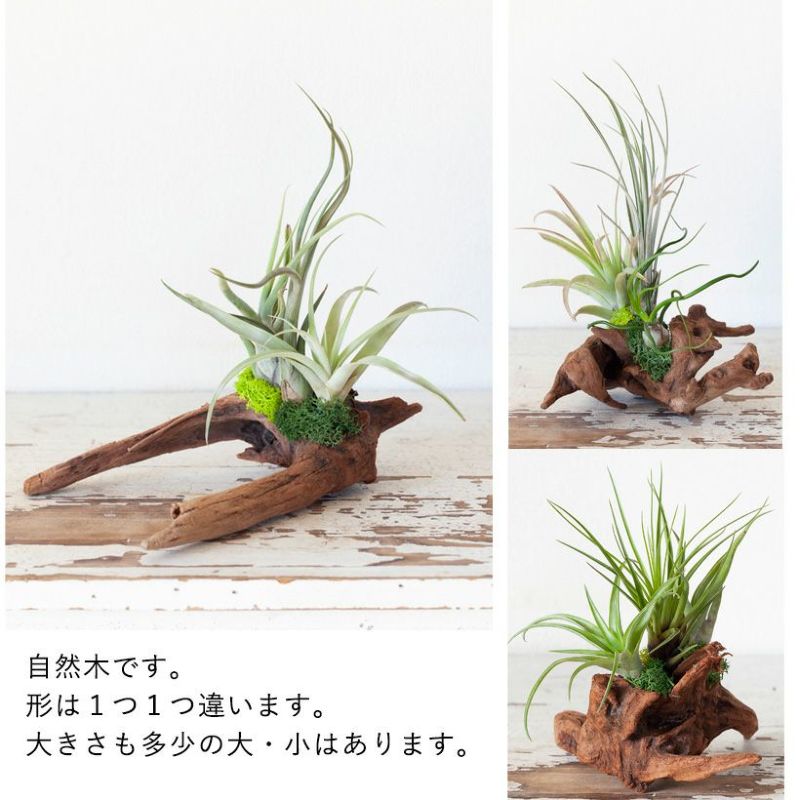 そのまま飾れる】エアプランツ3種の寄せ植え流木（育て方の教科書付き