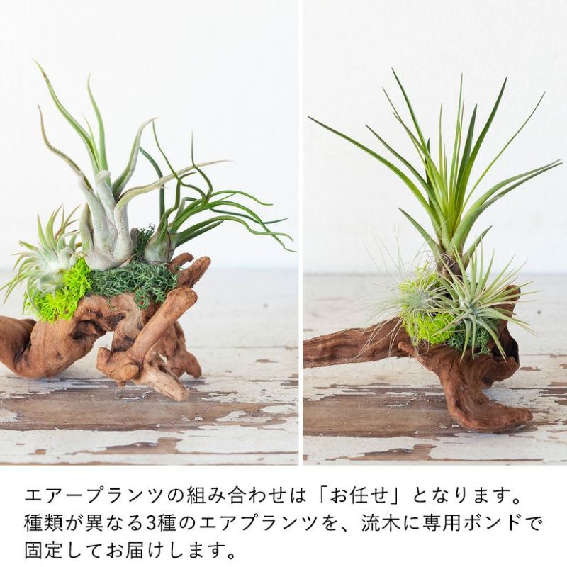 そのまま飾れる】エアプランツ3種の寄せ植え流木（育て方の教科書付き