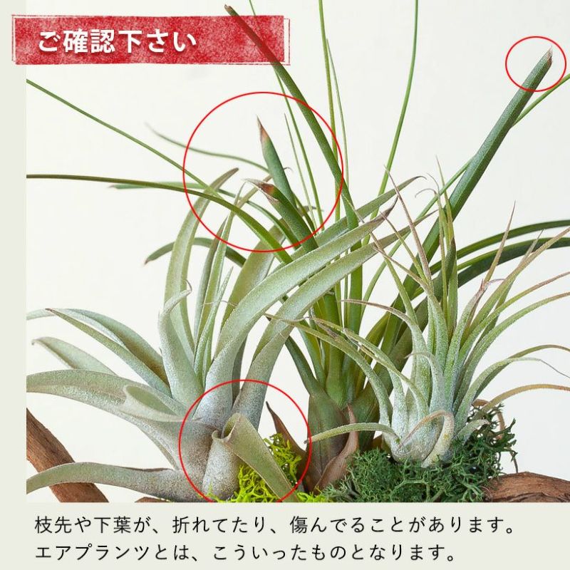 そのまま飾れる】エアプランツ3種の寄せ植え流木（育て方の教科書付き