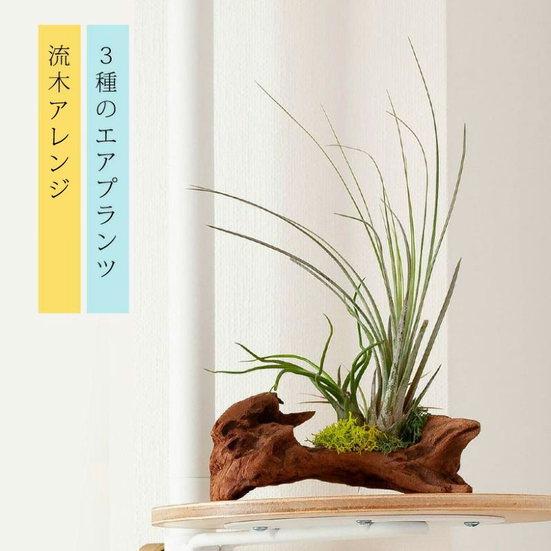 そのまま飾れる】エアプランツ3種の寄せ植え流木（育て方の教科書付き