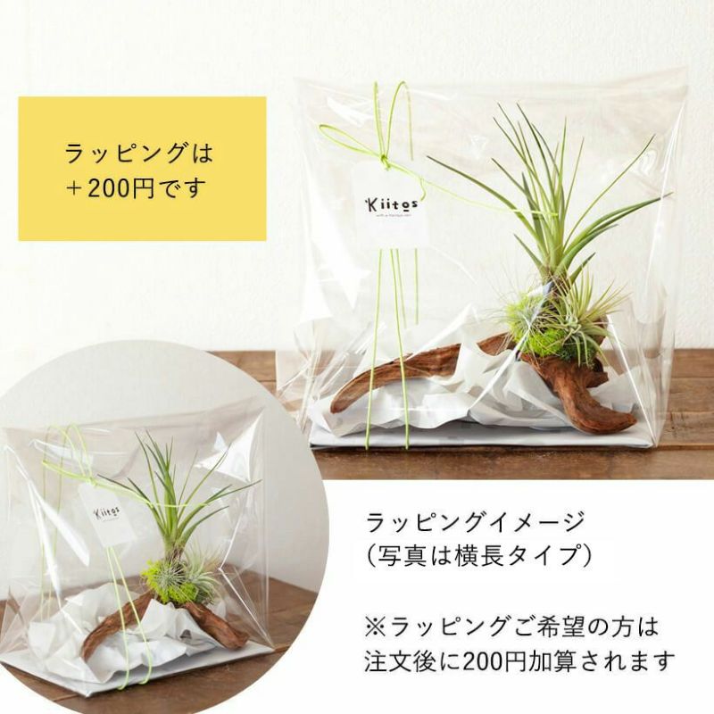 そのまま飾れる】エアプランツ3種の寄せ植え流木（育て方の教科書付き）インテリア棚がお洒落に！エアープランツ 観葉植物 インテリア 種類 室内 小さい  飾る ミニ インテリアグリーン おしゃれ