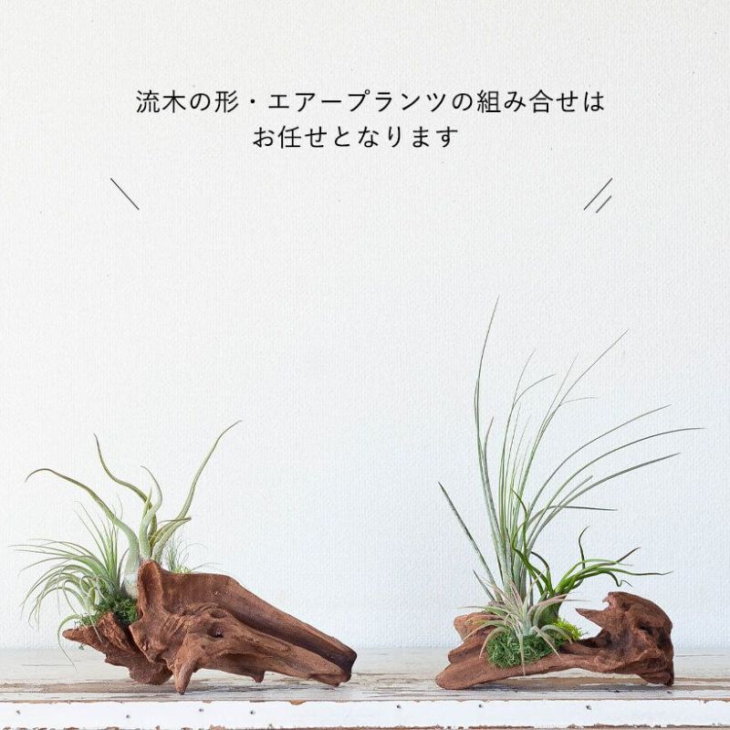 そのまま飾れる】エアプランツ3種の寄せ植え流木（育て方の教科書付き