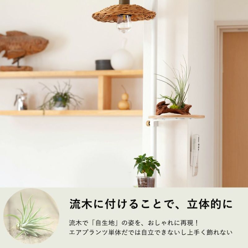 そのまま飾れる】エアプランツ3種の寄せ植え流木（育て方の教科書付き）インテリア棚がお洒落に！エアープランツ 観葉植物 インテリア 種類 室内 小さい  飾る ミニ インテリアグリーン おしゃれ