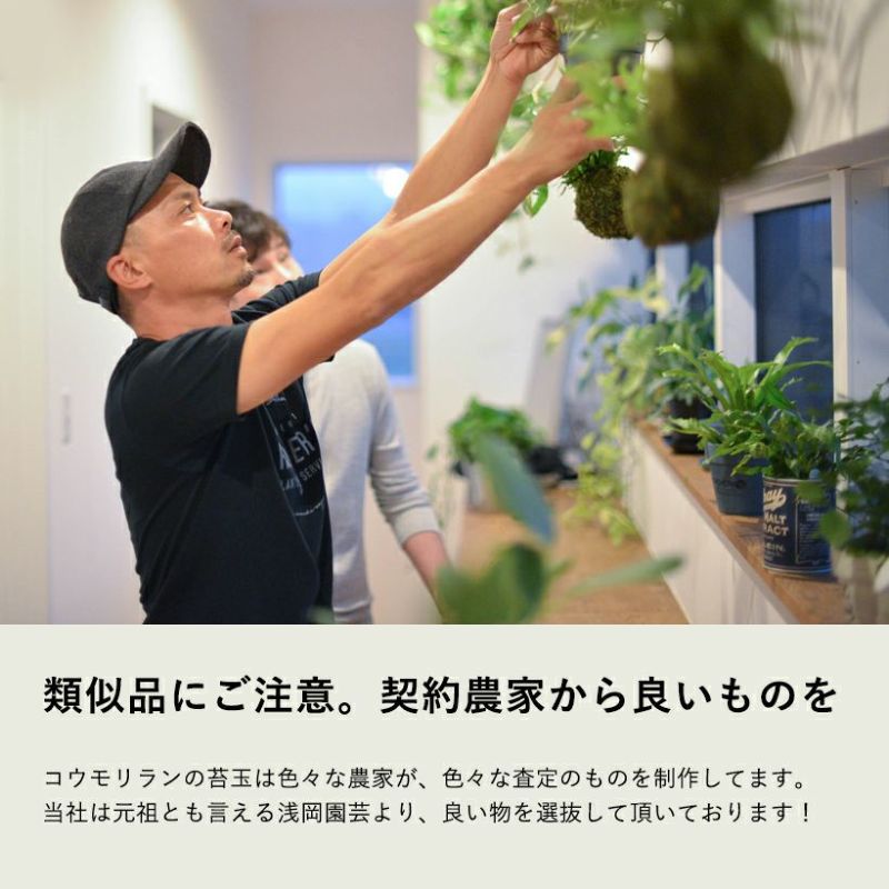 予約品・お届けは1/11～】観葉植物 コウモリランの苔玉(ビカクシダ