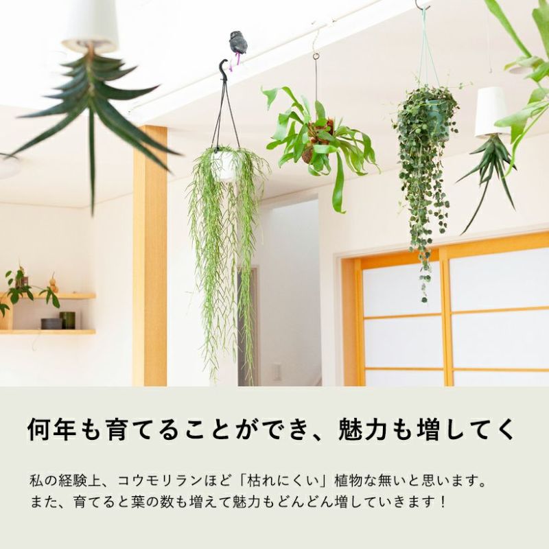観葉植物 コウモリランの苔玉(ビカクシダ）観葉植物 苔玉 吊り下げ