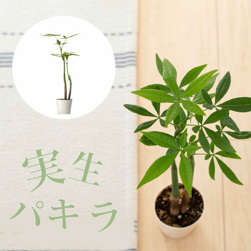 【楽天市場】小さい鉢で作りこんだ、実生のパキラ。観葉植物 室内 オシャレ 種類 インテリア 苗 ミニ 小さめ ミニ観葉:e-花屋さん