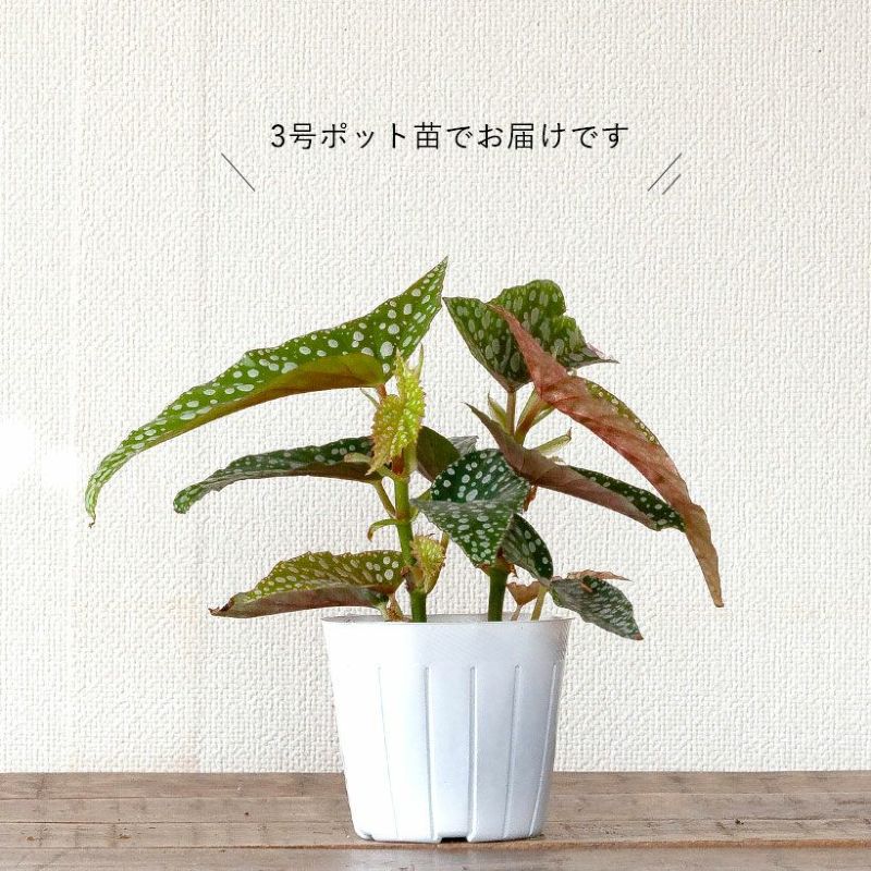 ベゴニア マクラータ 斑入り 3号ポット ベゴニア：マクラータ 3.5号ポット の通販 | 園芸ネット y*o様 3