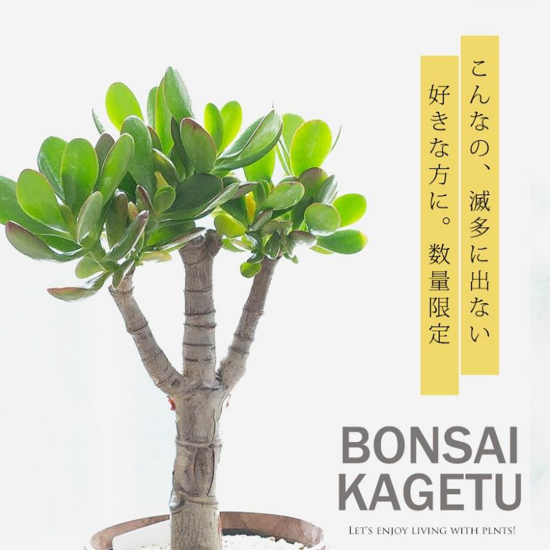 【楽天市場】10年近く生きてます!古木の花月(金のなる木)を盆栽風に。観葉植物 カゲツ かげつ かねのなるき カネノナルキ 鉢植え 植木 ...