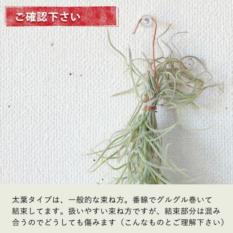 【専用商品】　チランジア　ウスネオイデス　大束12束　スパニッシュモス 国内増殖 120g・1束 太葉スパニッシュモス エアープランツ