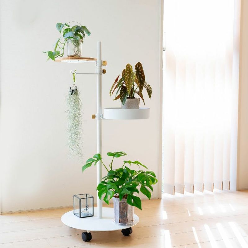 お届けは3/5〜】「太葉」のウスネオイデス （スパニッシュモス）