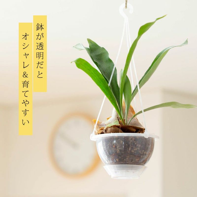 月と猫　ビカクシダ 楽天市場】コウモリランを「ねこチップ」で植えた「ネガミエルAIR」で