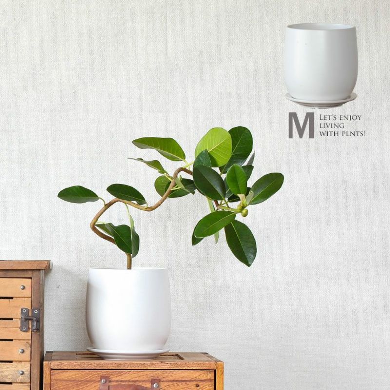 楽天市場】白い陶器の植木鉢。マット仕上げ、優しいカタチ。植木鉢