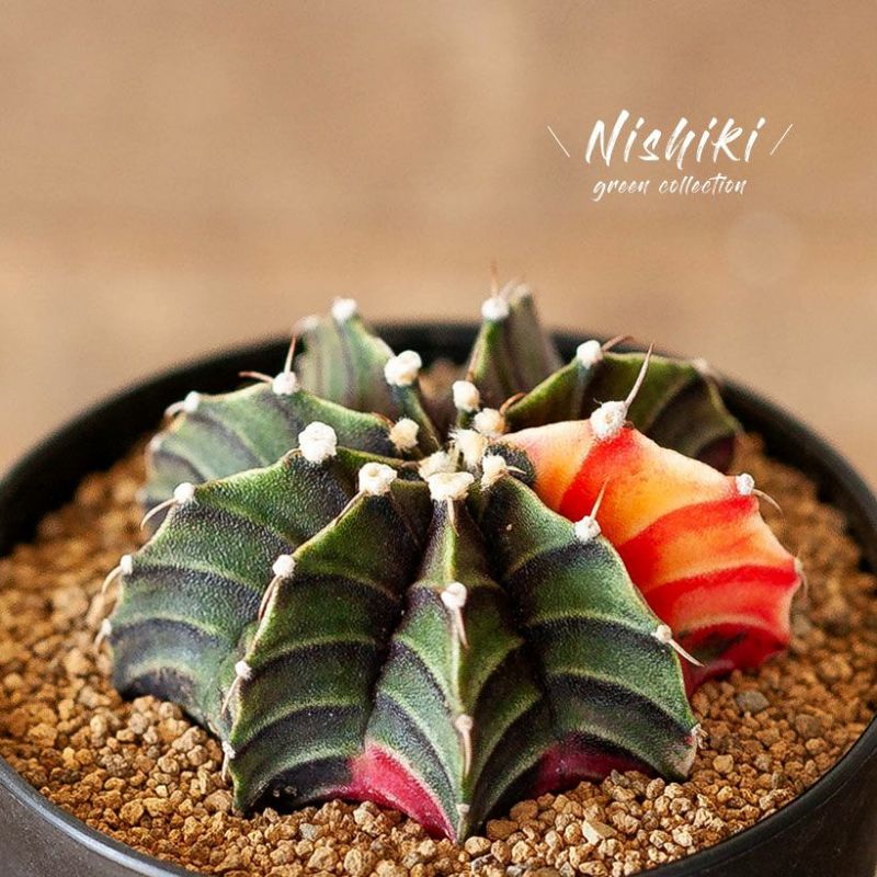 サボテン　緋牡丹錦　極上班 楽天市場】錦鯉のような、美しいサボテン「緋牡丹錦」ひぼたんにしき