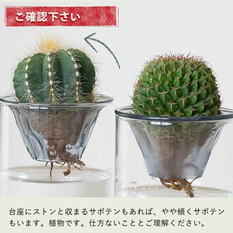 土を使わない】サボテンの水耕栽培（分離式ガラス容器付き）※品種はお