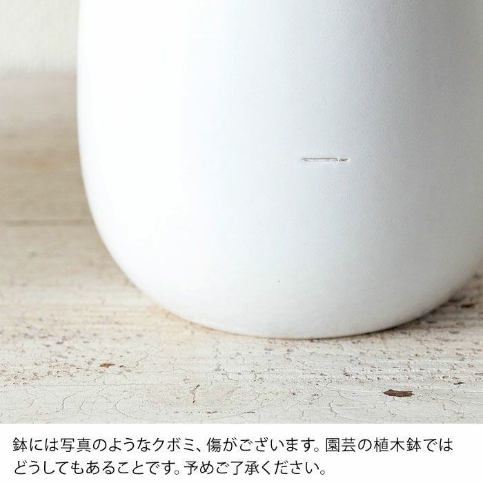 フィカス・ベンジャミン