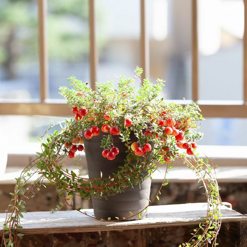 クランベリー苗　かわいいお庭 クランベリー苗 かわいいお庭 クランベリー苗 かわいいお庭 楽天市場