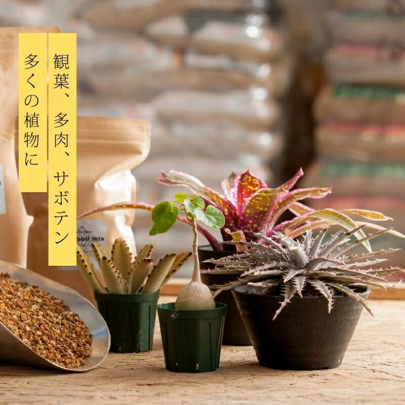 Top【選抜株】多肉植物　25149スティッキー　ライス　54個　鉢無し/脱土 観葉植物 土 【虫がわかない無機質用土】 杉山拓巳「プレミアム用土