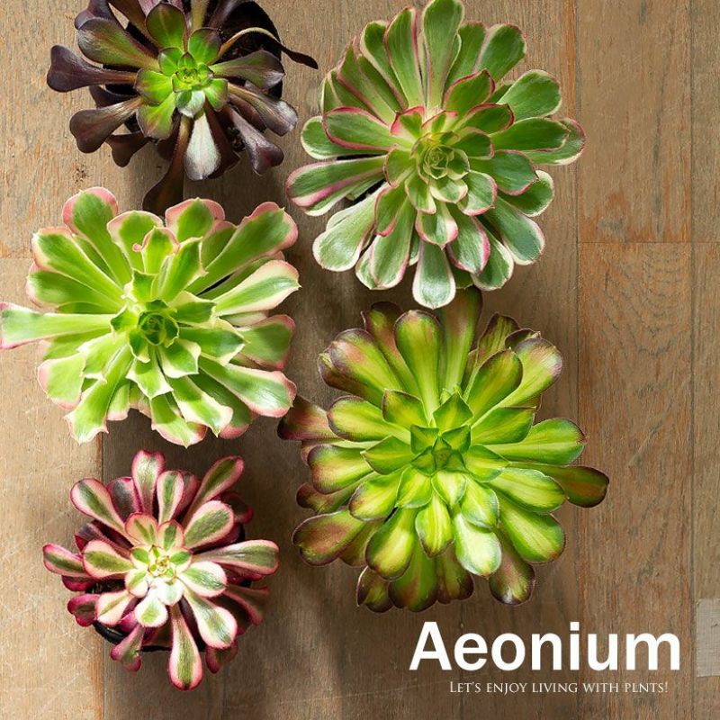 楽天市場】レア品種 アエオニウム Super Bang (スーパーバン) 2.5号鉢
