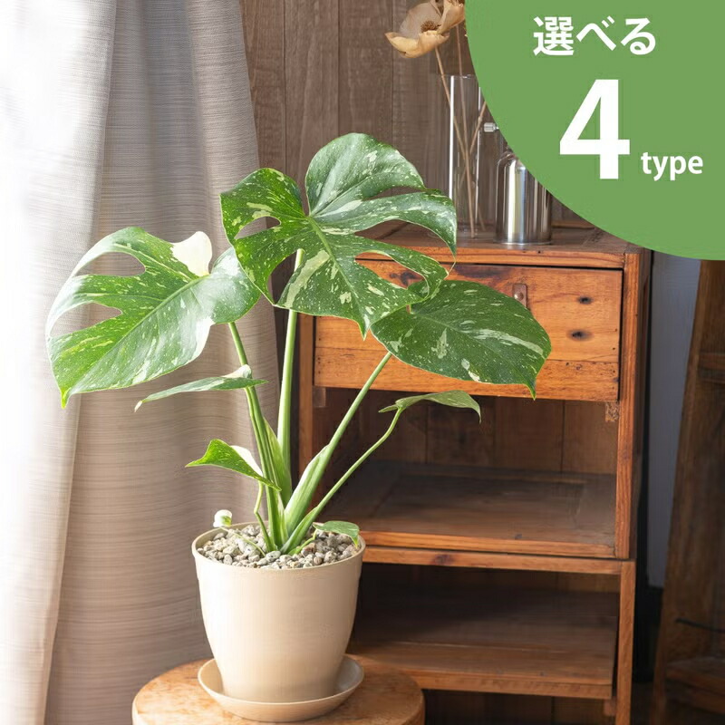 【鉢が選べる】モンステラ・タイコンステレーション 観葉植物 斑入りモンステラ ふいり おしゃれ 植物 室内 インテリア 育てやすい 風水 鉢植え 初心者 丈夫 育て方 ギフト プレゼント 贈り物 誕生日 お祝い