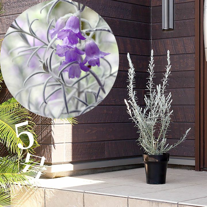 楽天市場 エレモフィラ ニベア5号鉢 限定38鉢 同梱不可商品です 今月の植物 ｅ 花屋さん