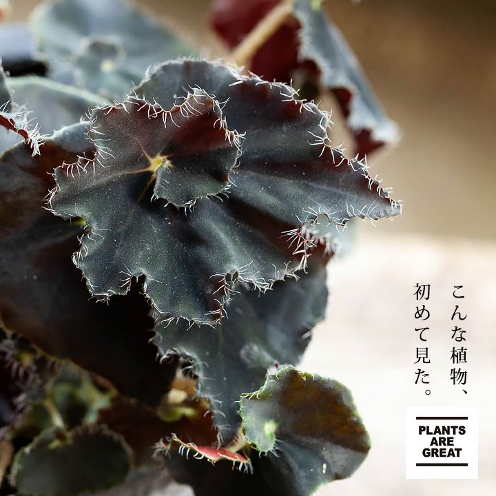 楽天市場 他とは違う 黒っぽいレックスベゴニア ダークマンボ 今月の植物 ｅ 花屋さん