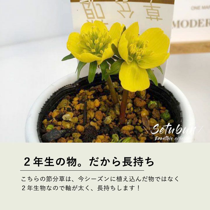 楽天市場 節分草 キバナセツブンソウ ｅ 花屋さん