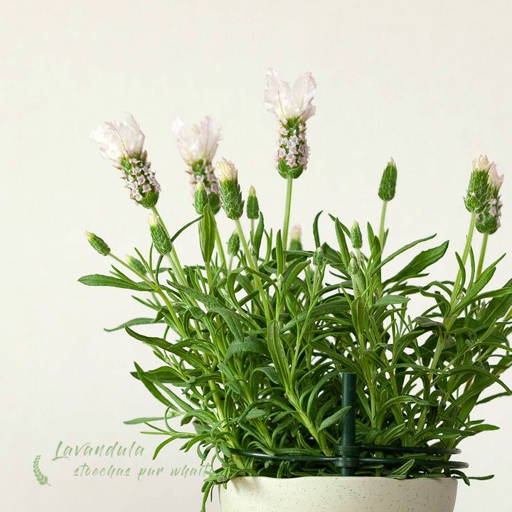 楽天市場 最終入荷 次は3 24 のお届け フレンチラベンダー ラベラ ピュアホワイト 今月の植物 ｅ 花屋さん