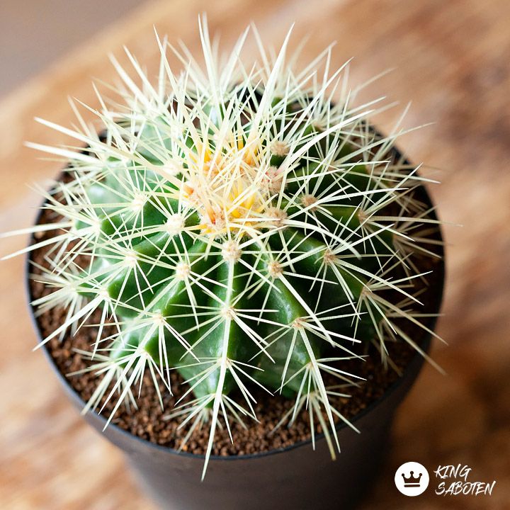 楽天市場】（多肉植物）サボテン エキノカクタス 金鯱（キンシャチ
