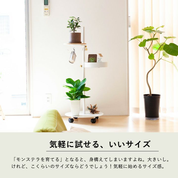 楽天市場 観葉植物 今月のおすすめ モンステラ ジェイドウィング ｅ 花屋さん